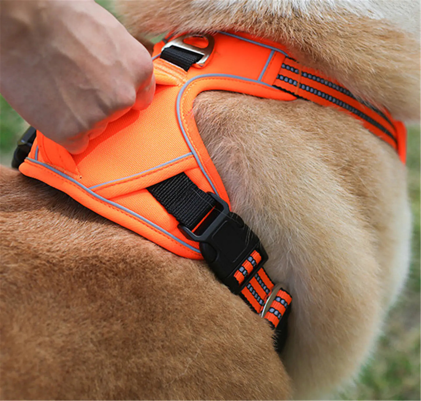 Pet harness